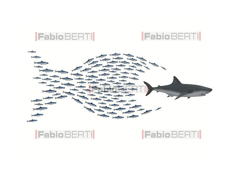 sardine unite contro squalo