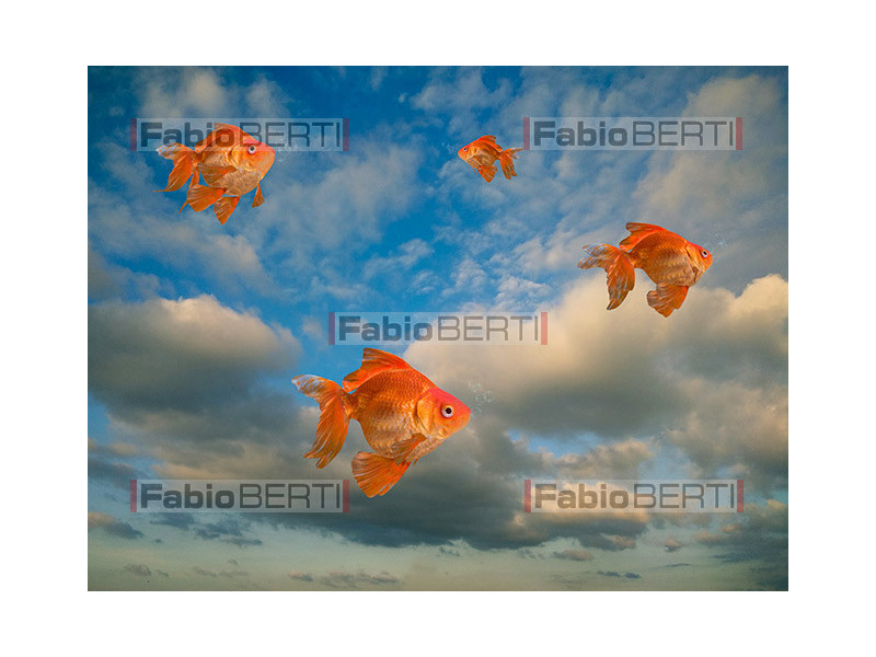pesci rossi che volano