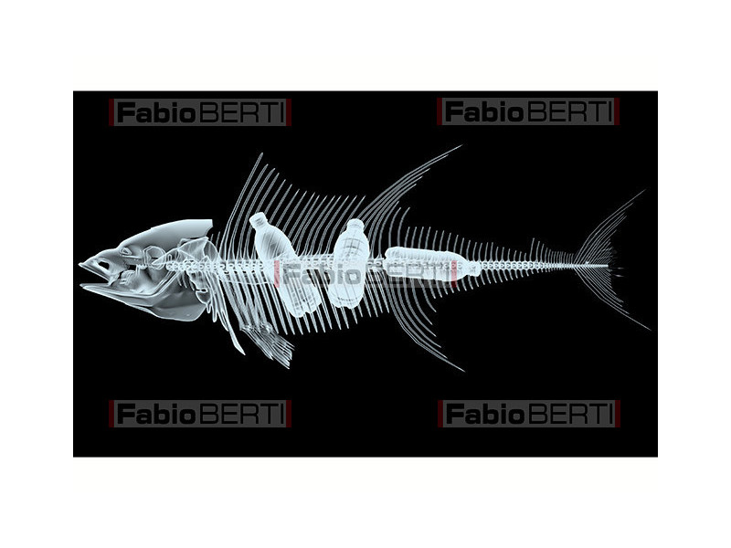 x-ray of a fish