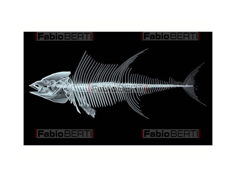 x-ray of a fish