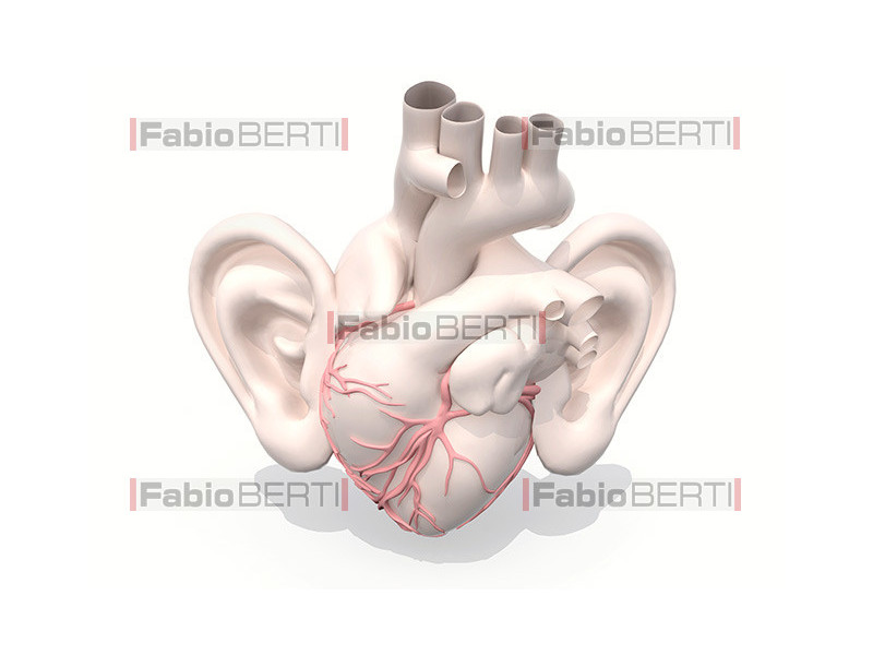 human heart with ears